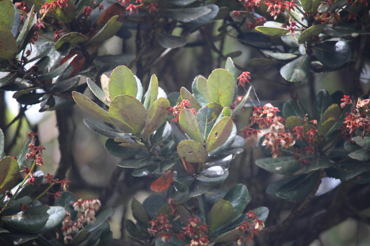 Elaeocarpus montanus Thwaites